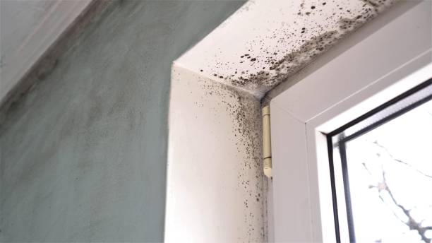 Best Black Mold Remediation in Round Lake Beach, IL