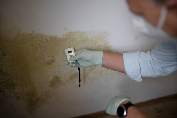 Best Basement Mold Remediation in Round Lake Beach, IL