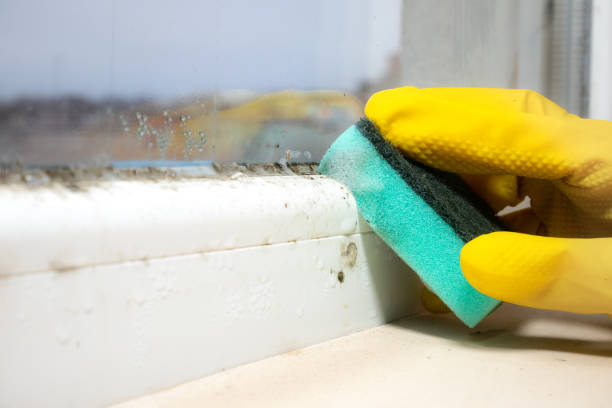 Best Bathroom Mold Remediation in Round Lake Beach, IL