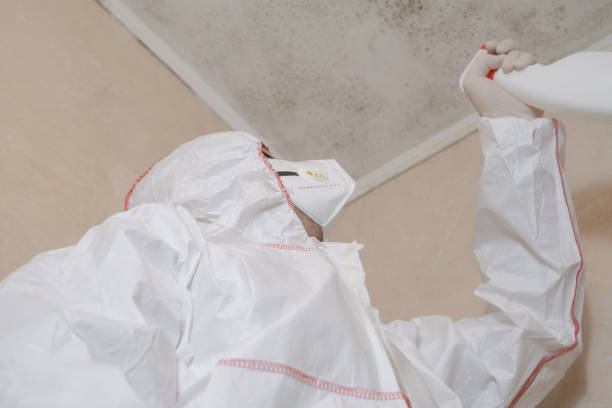 Best Preventive Mold Services in Round Lake Beach, IL