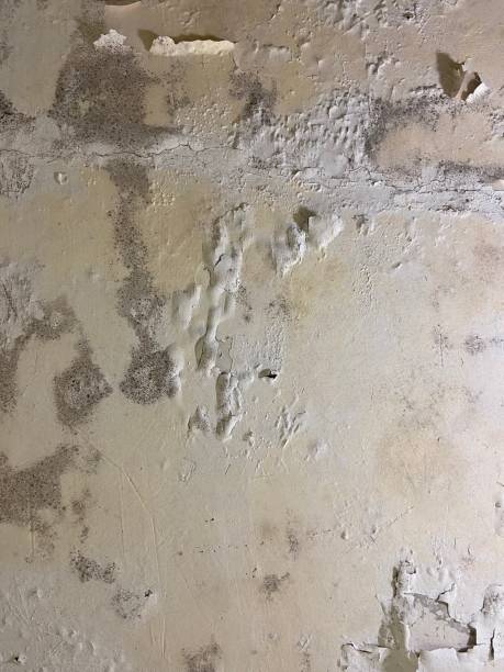 Best HVAC Mold Remediation in Round Lake Beach, IL