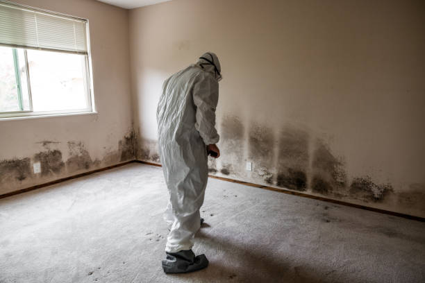 Best Industrial Mold Remediation in Round Lake Beach, IL