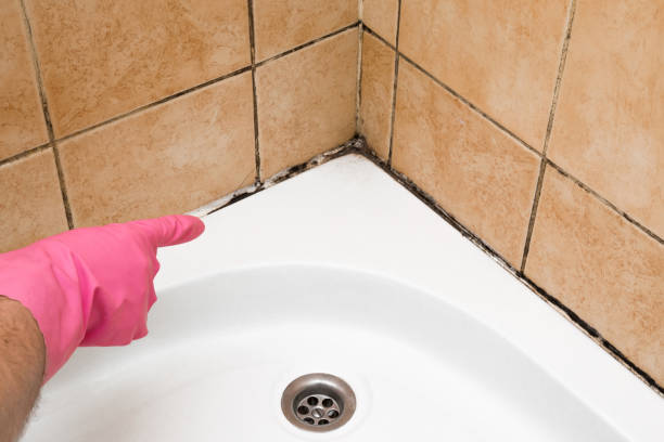 Trusted Round Lake Beach, IL Mold Remediation Experts